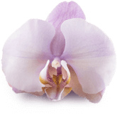 light purple orchid