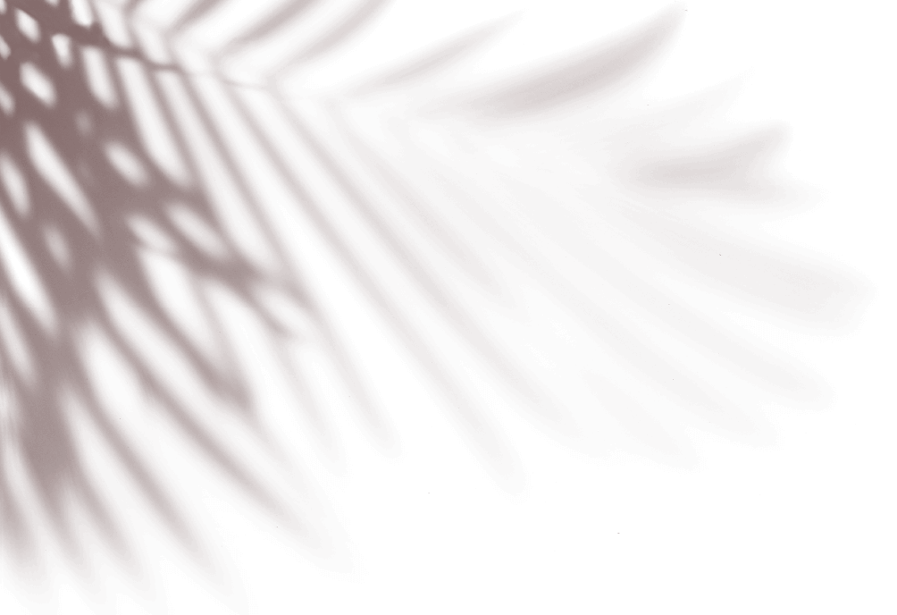 palm tree shadow